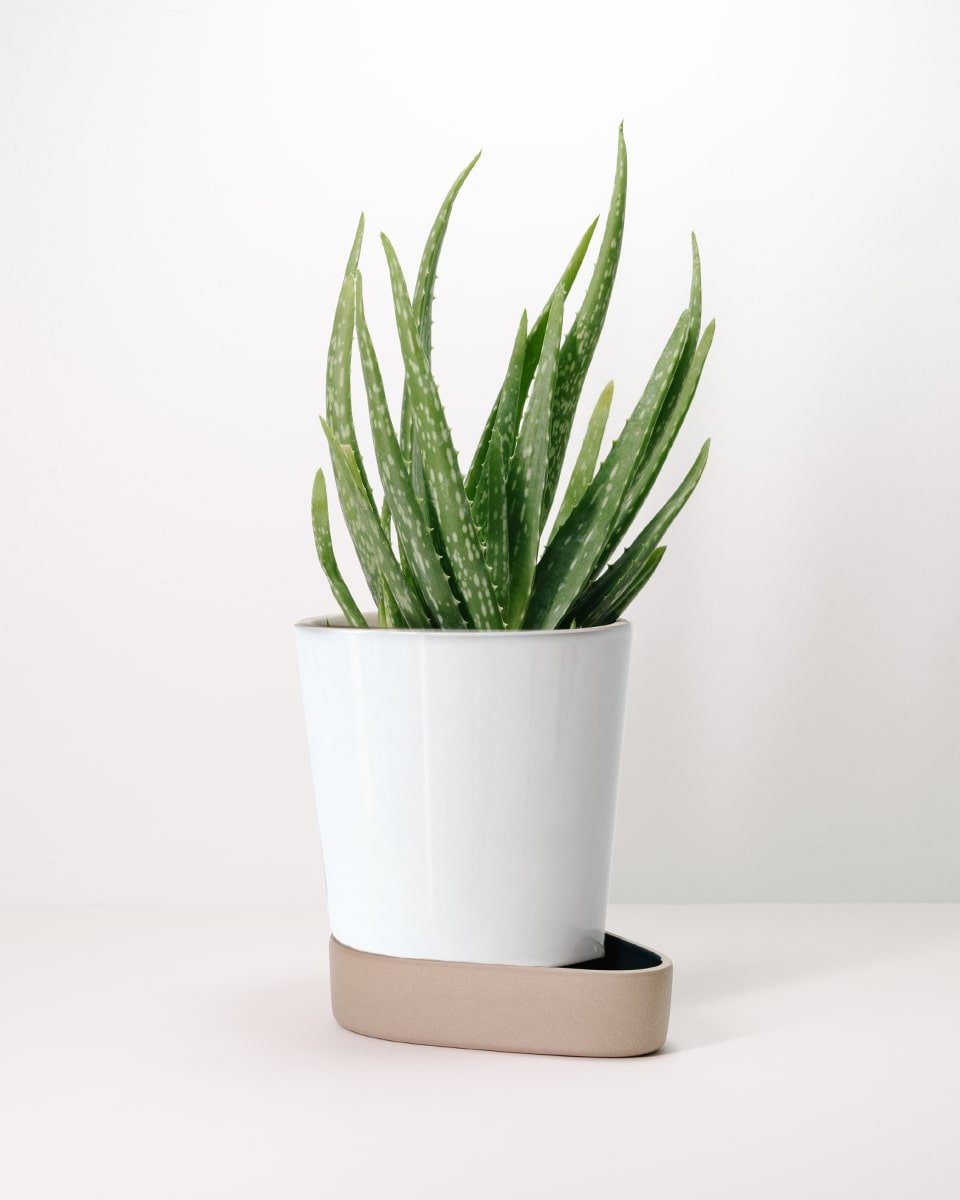 עציץ חכם Sip - Idana Furniture