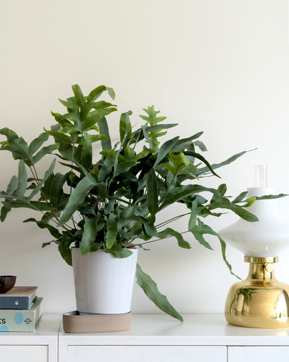 עציץ חכם Sip - Idana Furniture