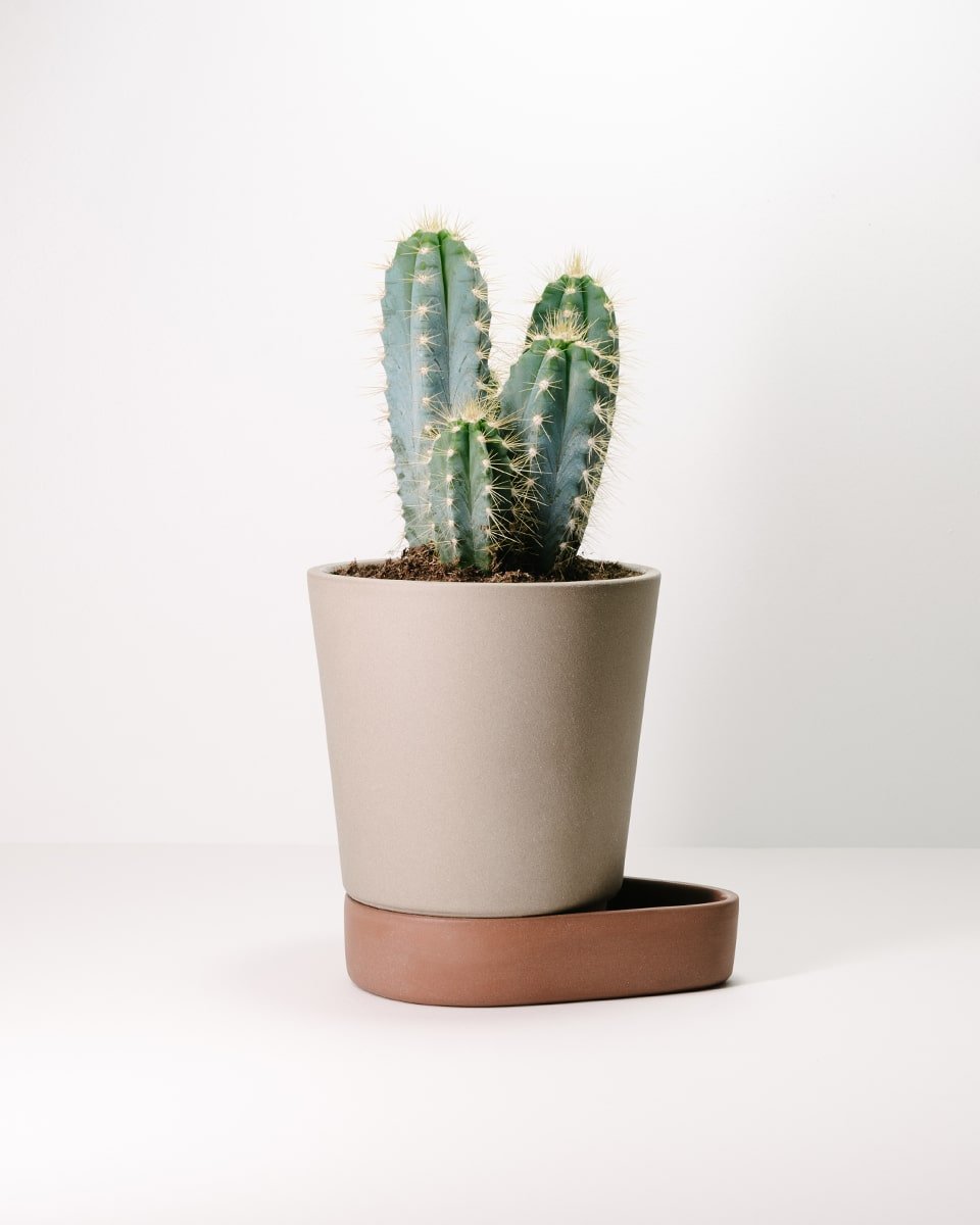 עציץ חכם Sip - Idana Furniture